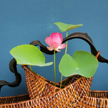 Load image into Gallery viewer, Rattan basket "Howdah" (L)