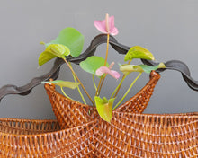Load image into Gallery viewer, Rattan basket "Howdah" (L)
